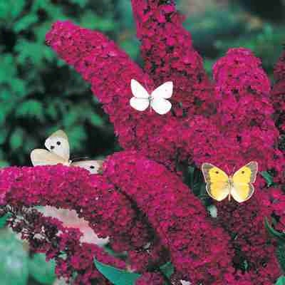 Red Royal Butterfly Bush