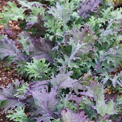 Red Russian Kale