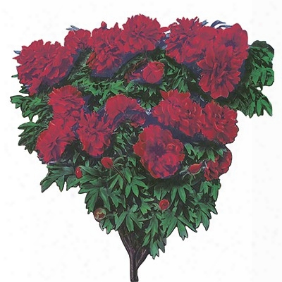 Red Tree Peony