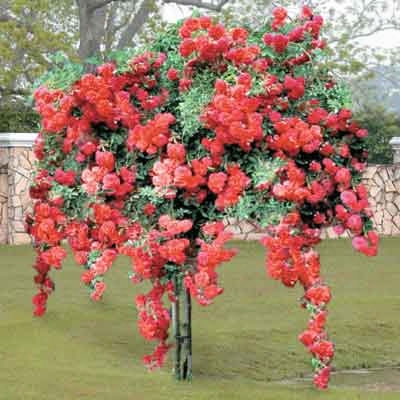 Red Weeping Tree Rose