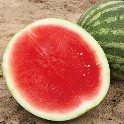 Red Winner Seedless Watermelon