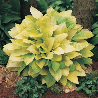 Richland  Gold Hosta