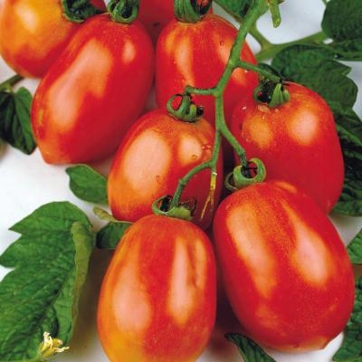 Roma Tomato