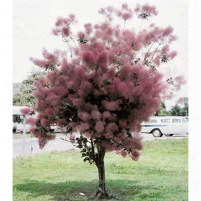 Royal Purple Smoke Tree