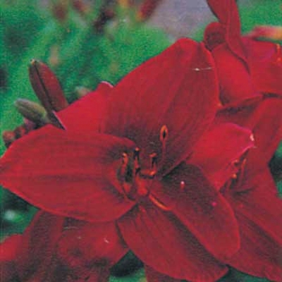 Royal Red Daylily
