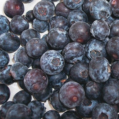 Rubel Blueberry