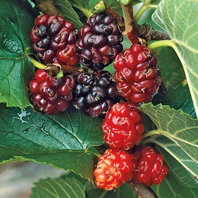 Russian Mulberry