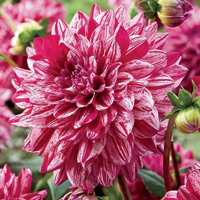 Santander Dahlia