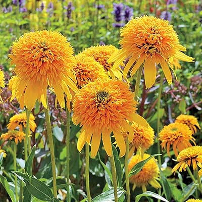 Secret Glow Coneflower