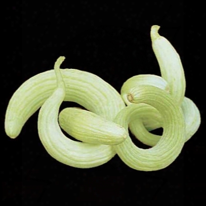 Serpent Armenian Cucumber