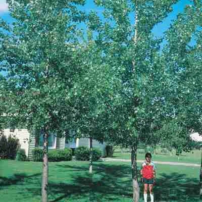 Shade Hybrid Poplar