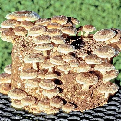 Shiitake Mushroom Kit