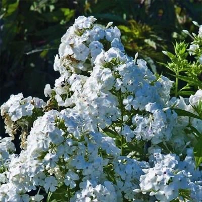 Snow White Giant Garden Phlox