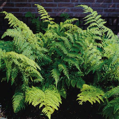 Spinulose Wood Fern