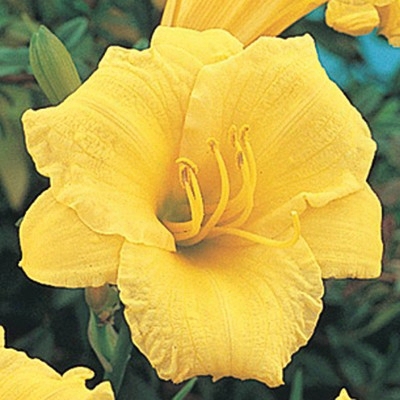 Stella D'oro Daylily