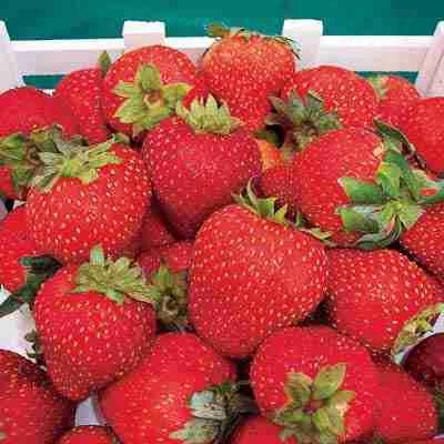 Strawberry Bargain