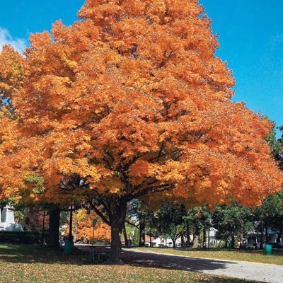 Sugar Maple