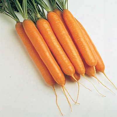 Sweetness Ii Hybrid Carrot