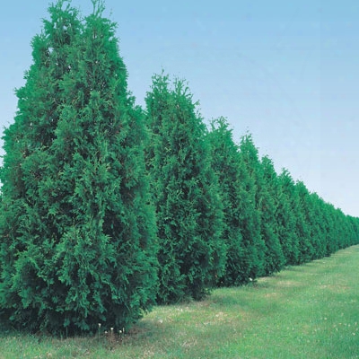 Tall Green Giant Thuja