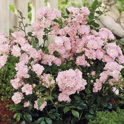 The Fairy Pink Cushion Rose