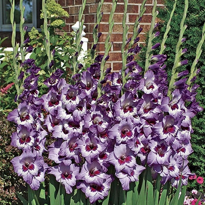 Vista Gladiolus