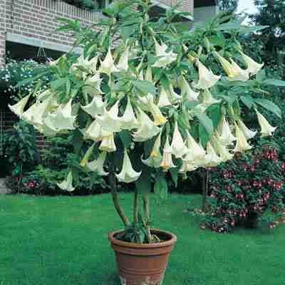 White Angel Trumpet