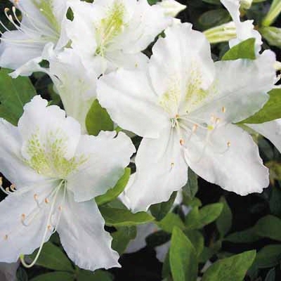 White Azalea