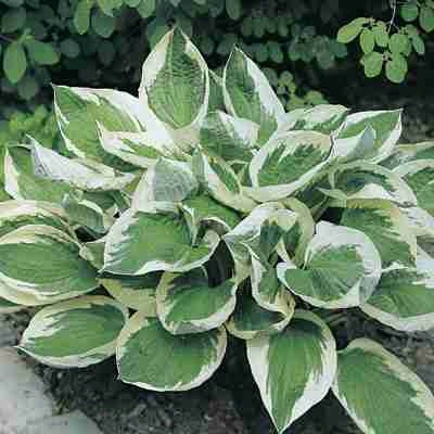 White Edge Hosta