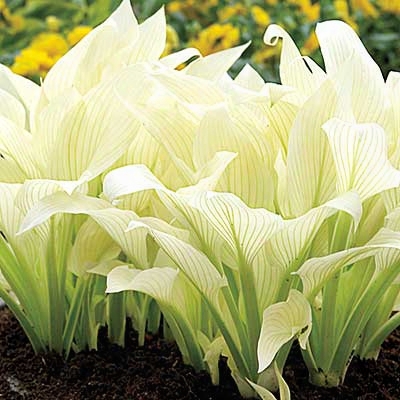 White Feather Hosta