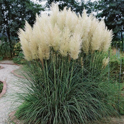 White Pampas Grass