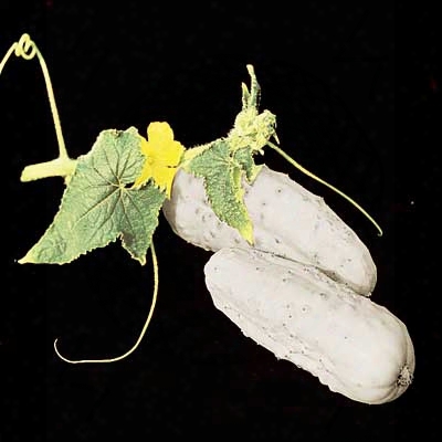 White Wonder Cucumber