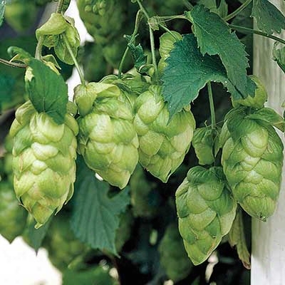 Wiliamette Hops Vine