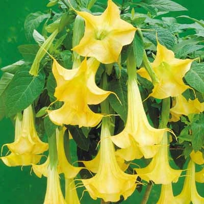 Yellow Angel Trumpet