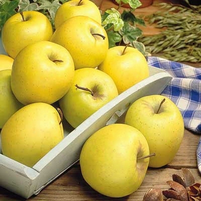 Yellow Delicious Dwarf Apple