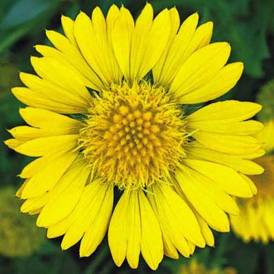 Yellow Gaillardia