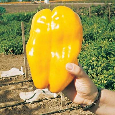 Yellow Monster Pepper