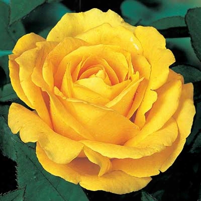 Yellow Rose