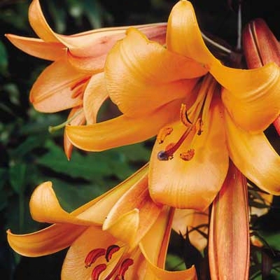 African Queen Trumpet Lily