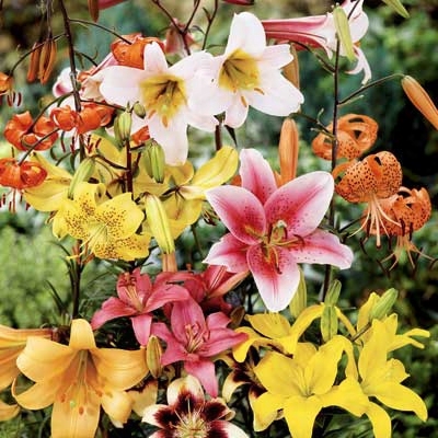 All Summer Lily Mix