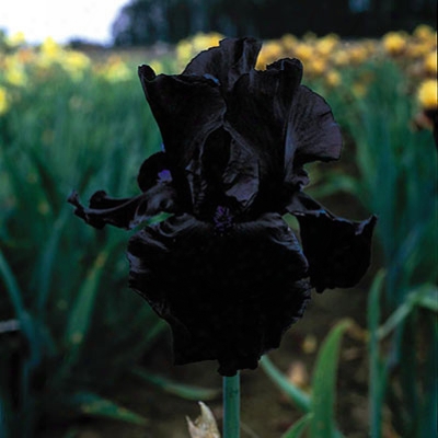 Anvil Of Darkness Iris