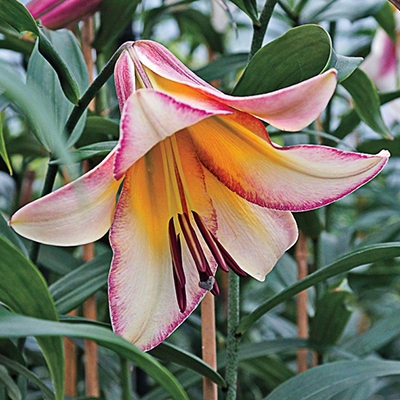 Beijing Moon Trumpet Lily