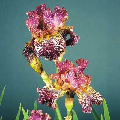 Bewilderbeast Iris