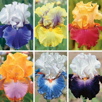 Bi-color Iris Collection