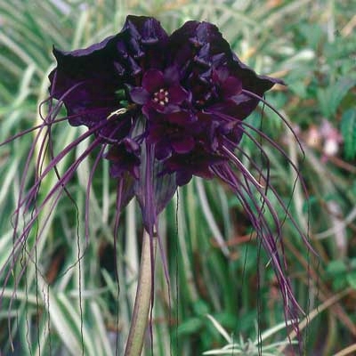 Black Batflower