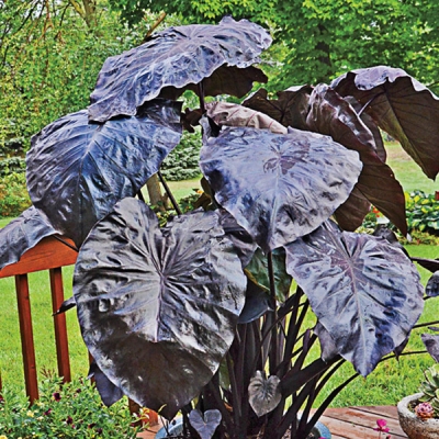 Black Coral Colocasia