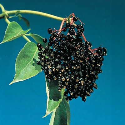 Black Elderberry