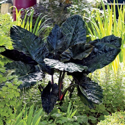 Black Metallic Alocasia