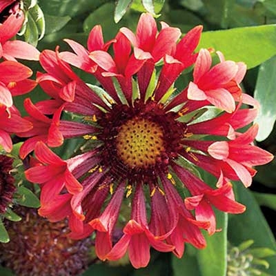 Blazee Fanfare Gaillardia