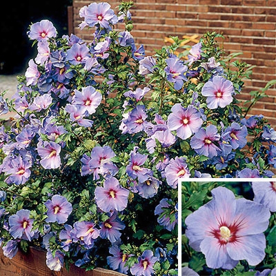 Blue Bird Rose Of Sharon