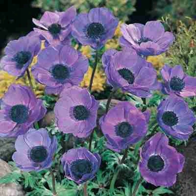 Blue Poppy Anemone